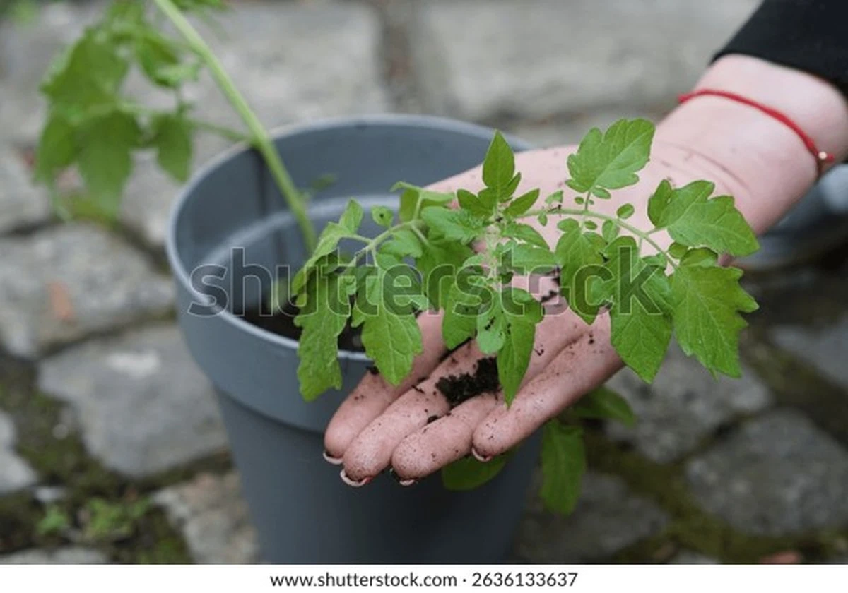 Tomates más fuertes: por qué el Trasplante selectivo (Repicado) es clave - image 1