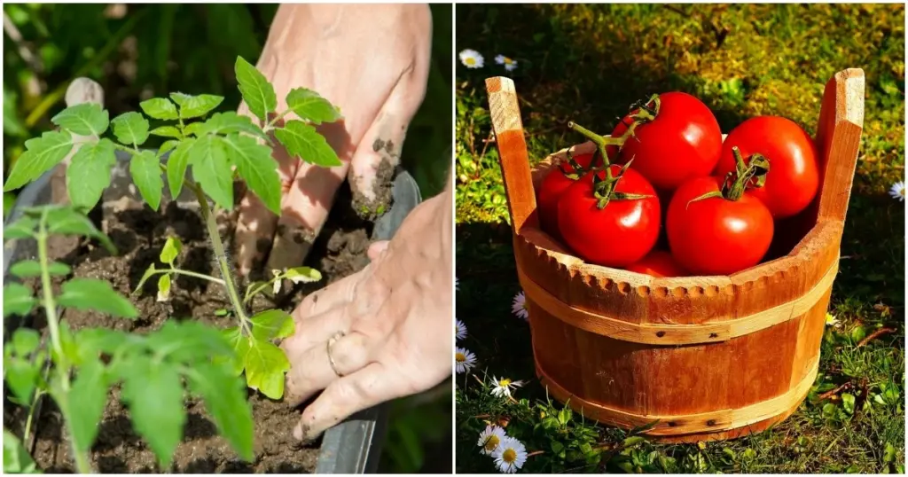 Tomate (Solanum lycopersicum): el método de la República Checa para cosechas récord