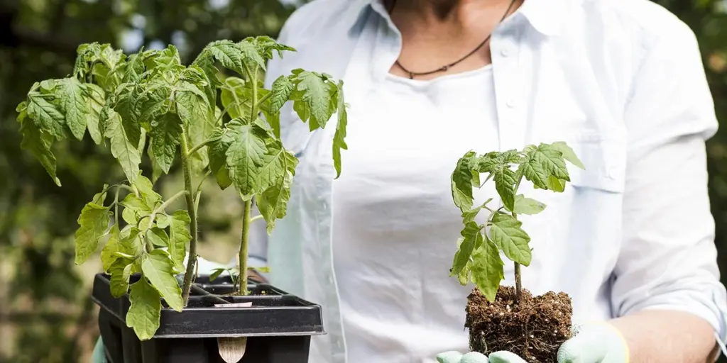 Tomate (Solanum lycopersicum): la distancia de plantación exacta para no perder tu cosecha