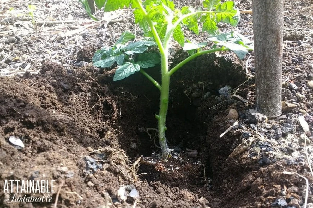 Tomate (Solanum lycopersicum): el truco de Lituania para cosechas gigantes - image 1