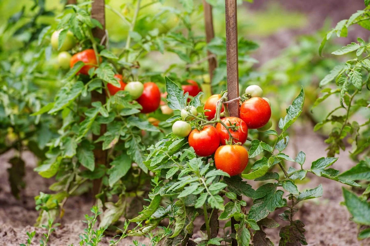 Tomate (Solanum lycopersicum): la distancia de plantación exacta para no perder tu cosecha - image 1