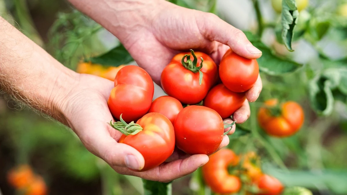 Tomate (Solanum lycopersicum): el método de la República Checa para cosechas récord - image 1