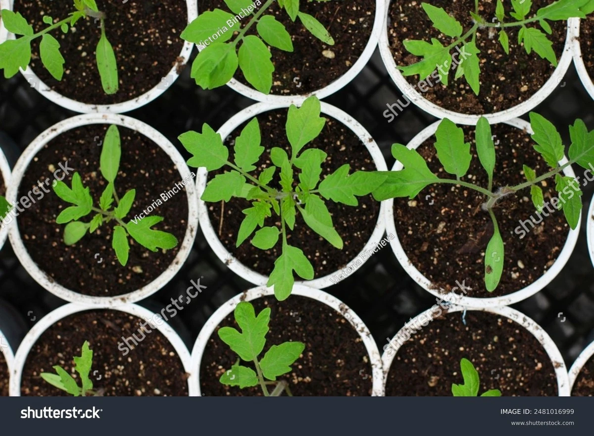 Tomates que no se mueren: el secreto de Bio Austria Oberösterreich en el Día de las Plantas Jóvenes Orgánicas - image 1