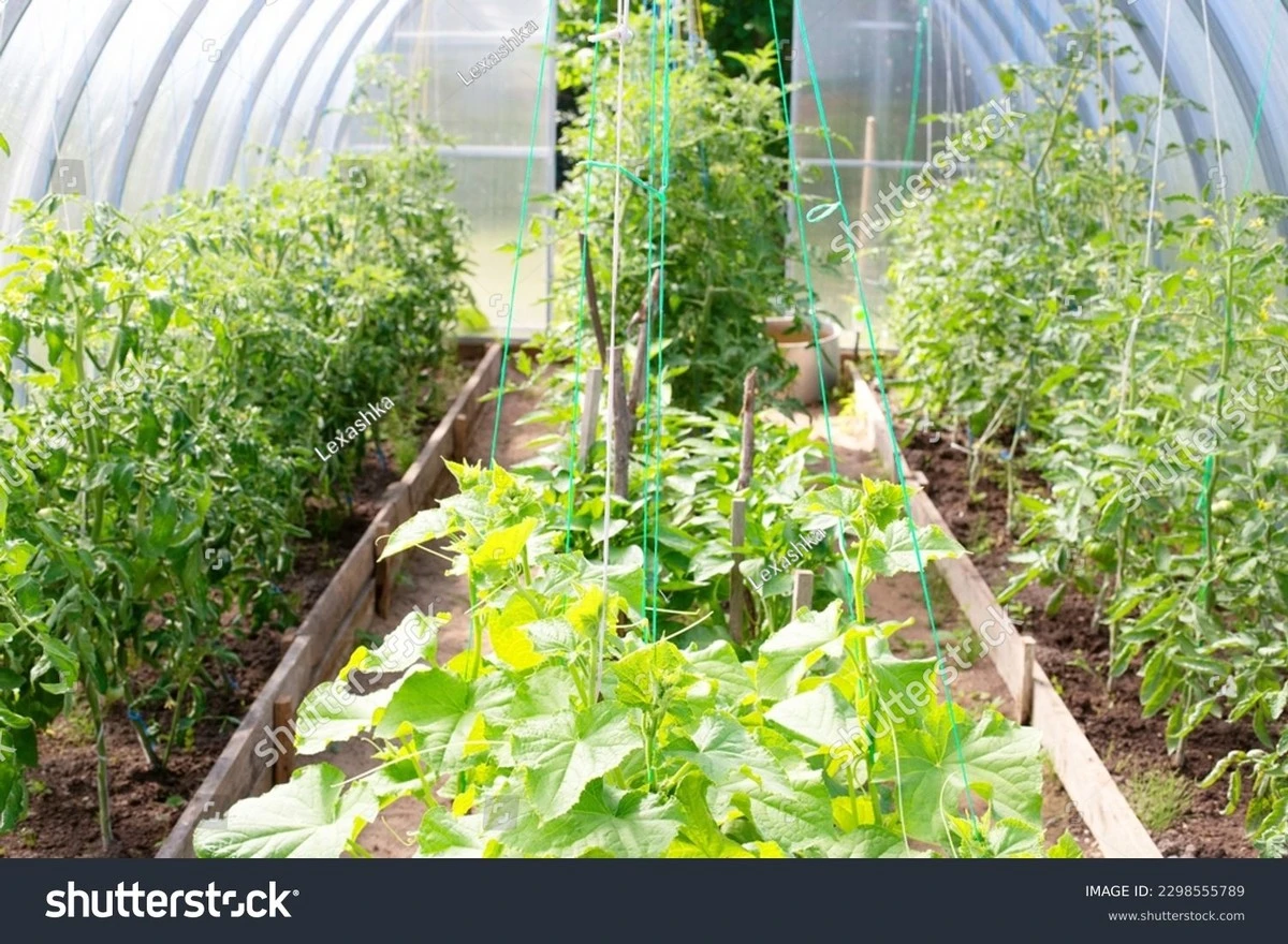 Tomate y pepino juntos: el truco del muro invisible para salvar tu cosecha - image 1