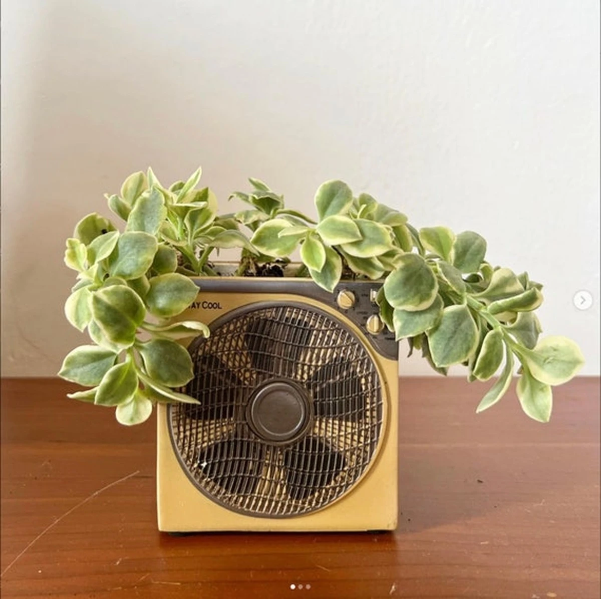 Transforma un ventilador viejo en tu próximo centro de mesa verde - image 1