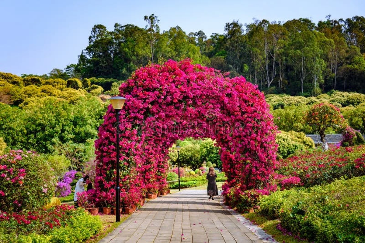 ¿Tu Buganvilla solo da hojas? El truco del estrés para una floración explosiva - image 1