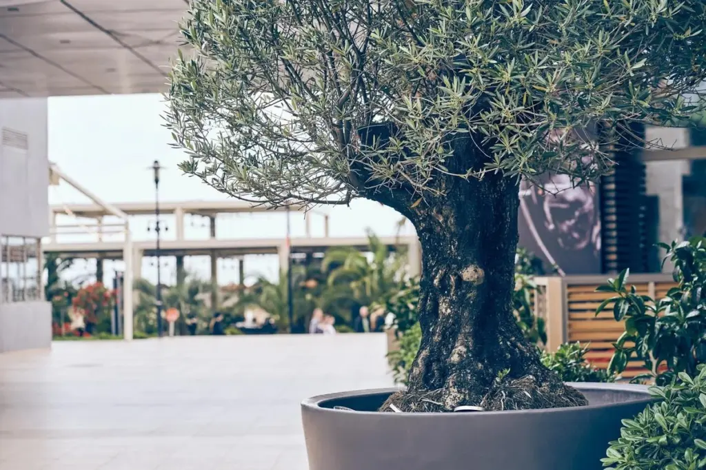 Tu Olivo o Higuera en maceta: el truco para bajar 5 grados en tu terraza