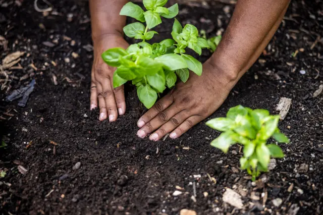 Unas manos plantan una mata de albhaca.