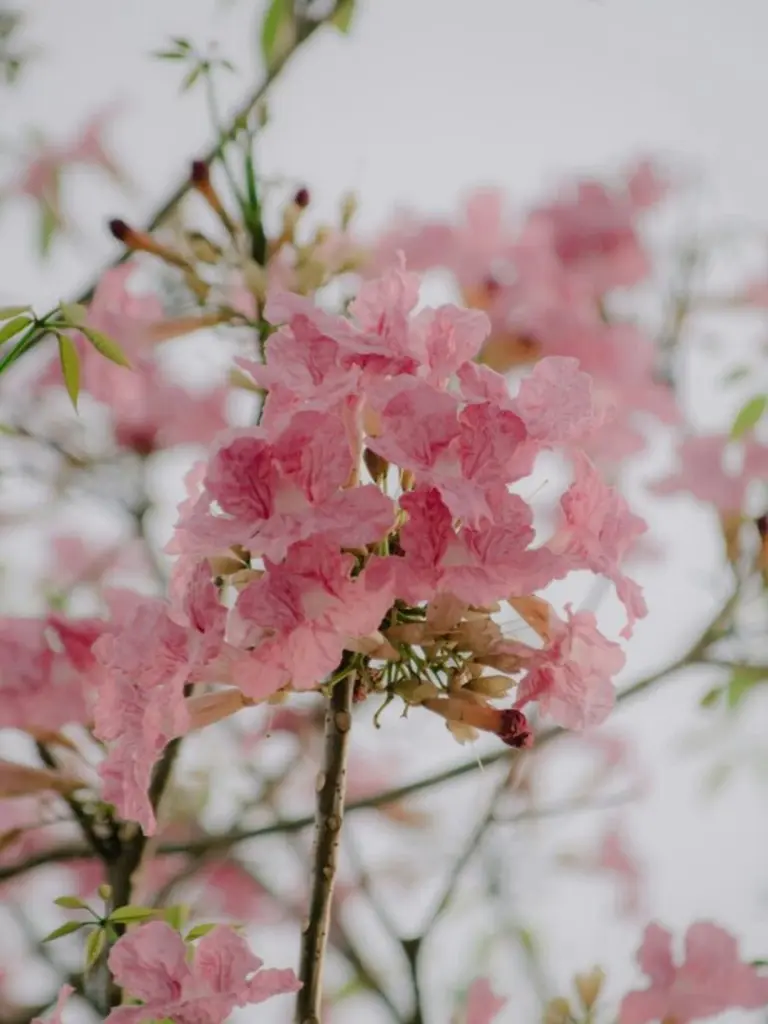 11 plantas ornamentales para un paisajismo envidiable: el secreto del jardín sostenible