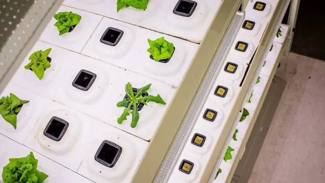 Pequeñas plantas creciendo en sustratos con hidroponía