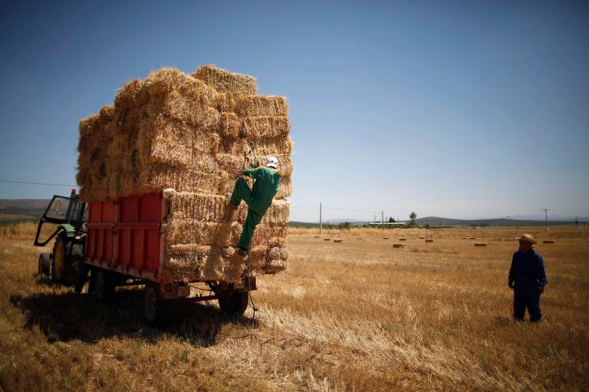Los agricultores cargan pacas de heno en un campo en Antequera, cerca de Málaga, España, a 23 de julio de 2010. (Reuters/Jon Nazca)