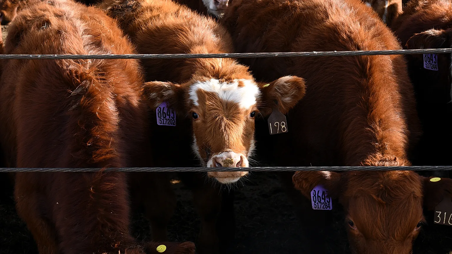 Cattle are lined up along a feed chute at the Darr Feedlot Ranch in Cozad, Nebraska, USA, on Friday, 5 December 2025.