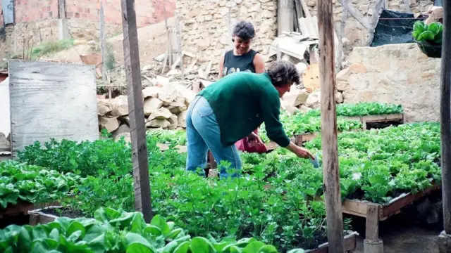 Un huerto comunitario en la capital de Colombia, Bogotá, plantado utilizando métodos de Gaviotas.
