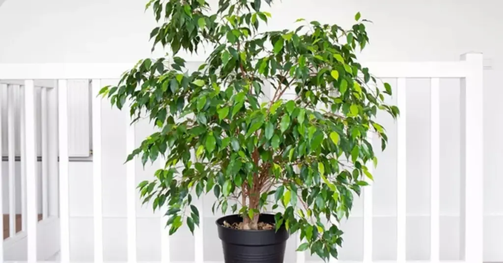7 plantas de interior que nunca debes tener: dañan tu bienestar y el Feng Shui