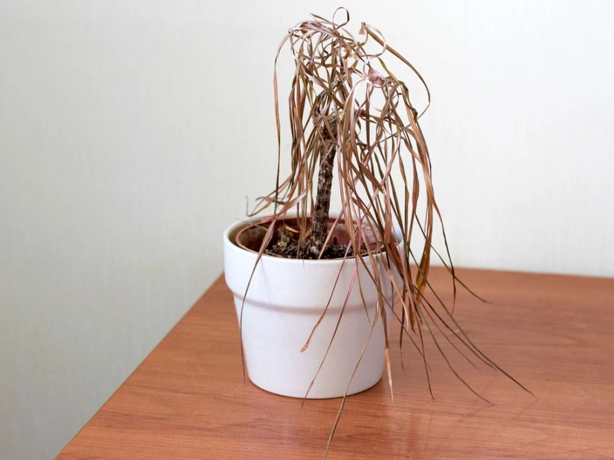 7 plantas de interior que nunca debes tener: dañan tu bienestar y el Feng Shui - image 1