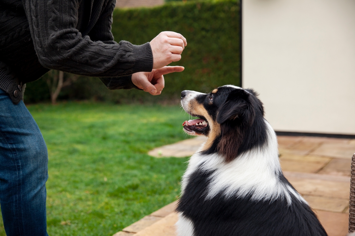Los perros aprenden palabras como los niños de 1,5 y dos años. (Freepik)
