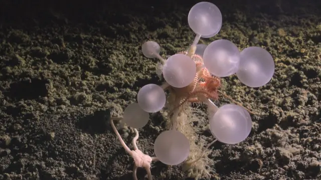 La esponja carnívora "bola de la muerte" fue descubierta cerca de las Islas Sandwich del Sur, en el océano Atlántico Sur.