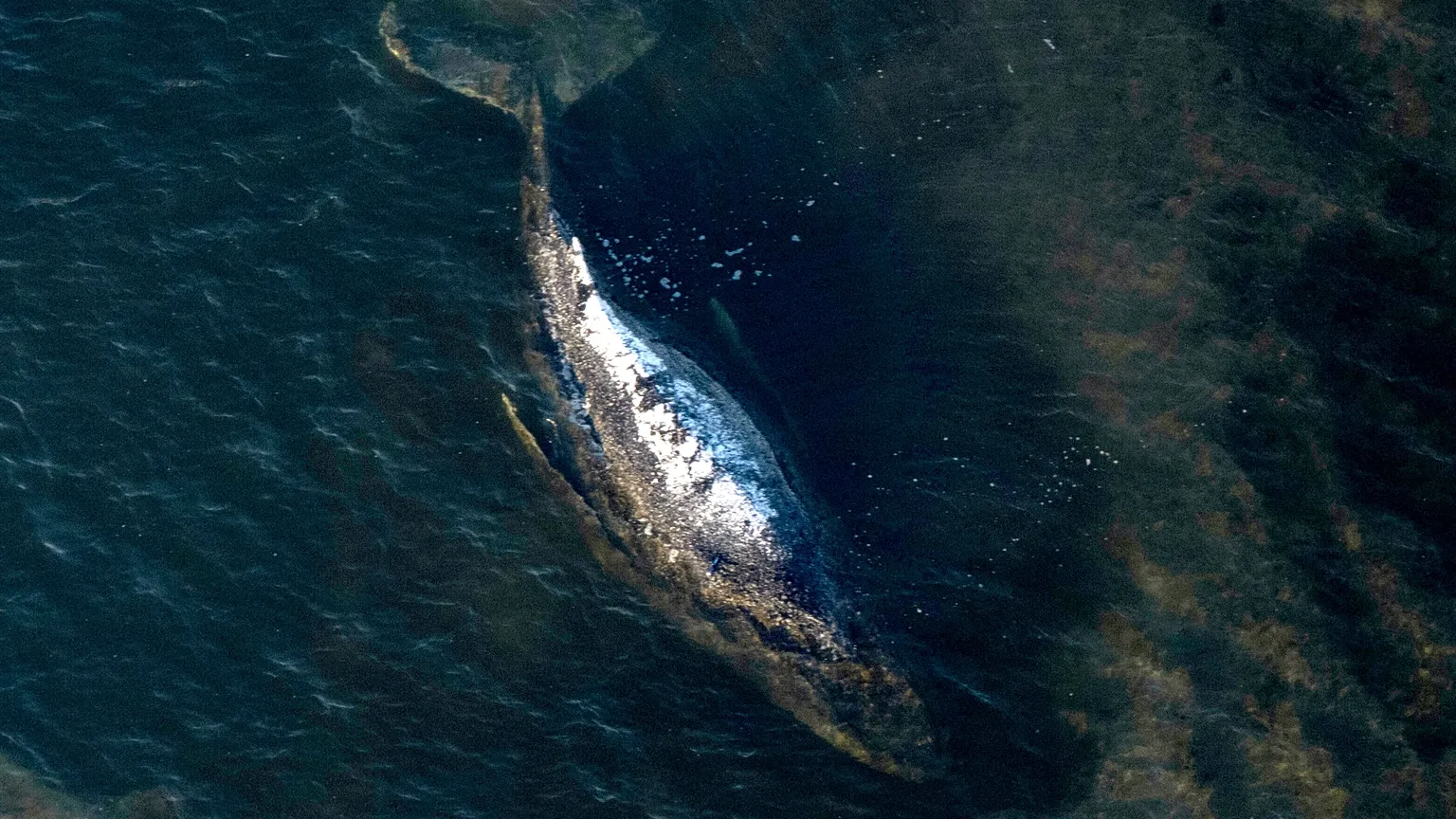 The humpback whale lies in a washed-out bay off the island of Poel in Germany on Wednesday, 22 April 2026.