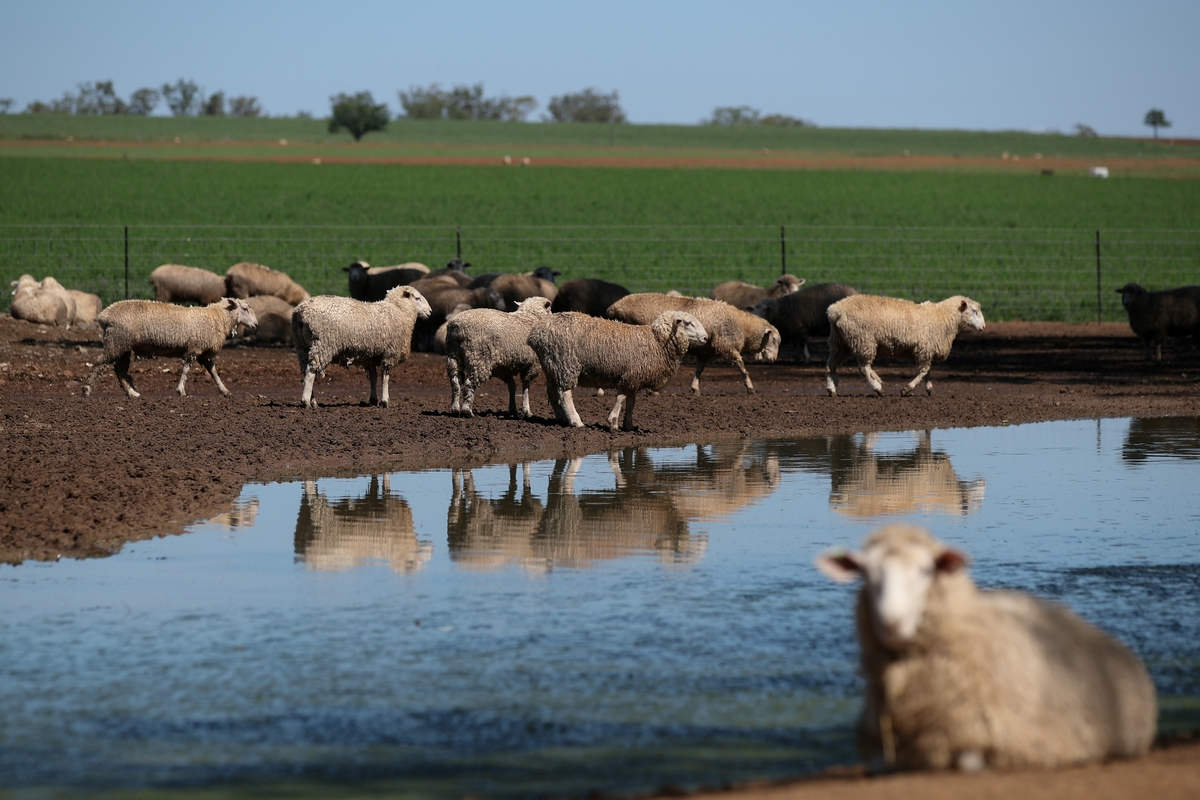 Ovejas en una granja de Tamworth, una localidad de Nueva Gales del Sur habitualmente afectada por la sequía, en Australia (Loren Elliott / Reuters)