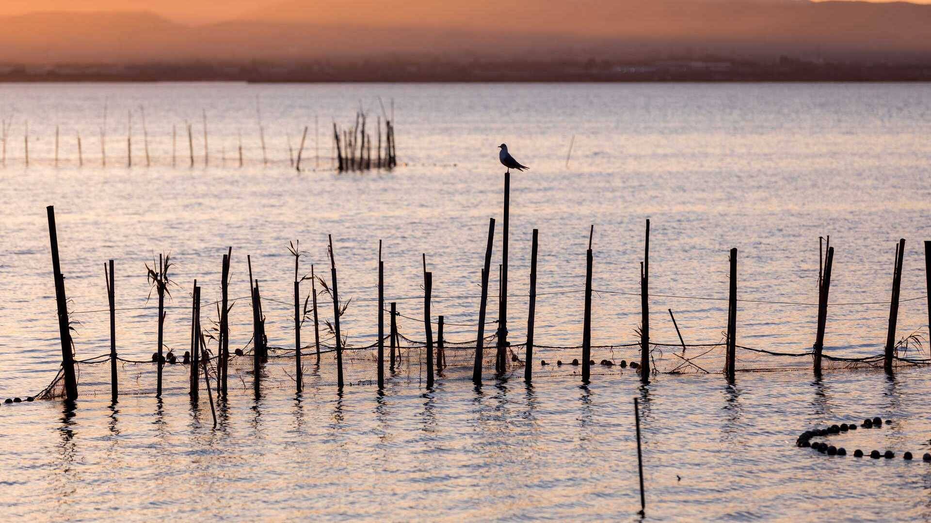 Foto: El parque natural que es una de las zonas húmedas más importantes de España. (Comunitat Valenciana)