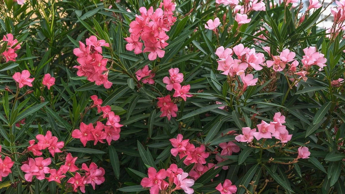Adelfa (Nerium oleander) sin flores: el truco del Compost para una explosión este verano - image 1