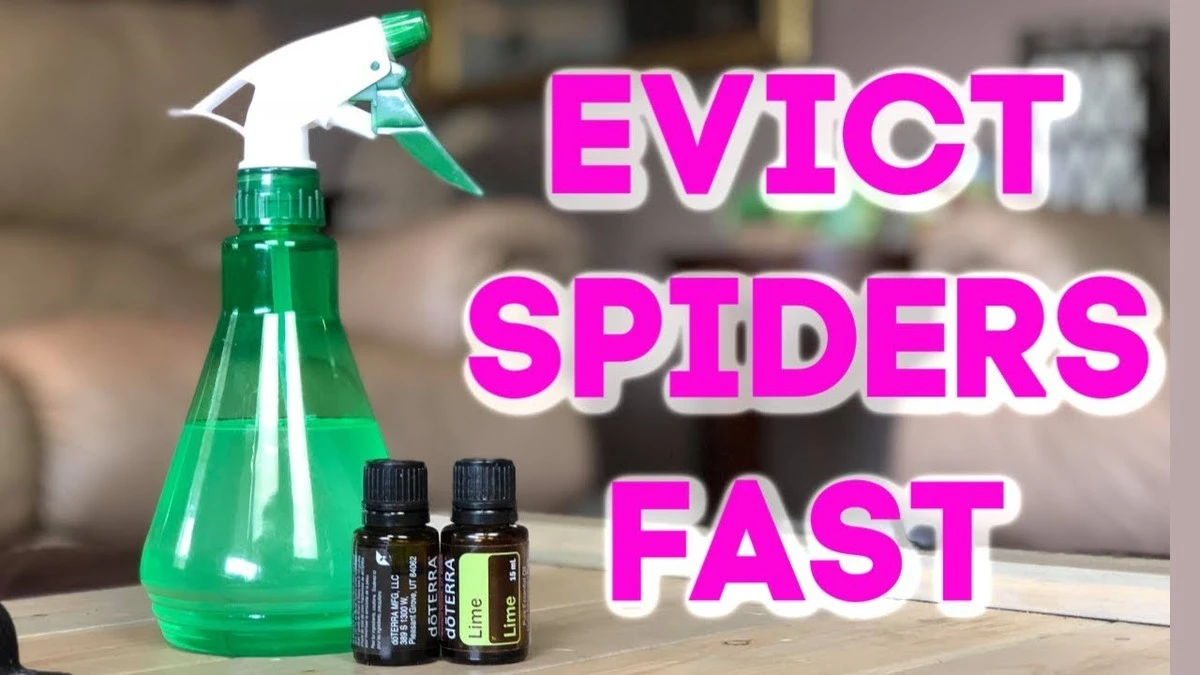 Adiós a cada araña: el truco del vinagre blanco para alejarlas en 1 minuto - image 1