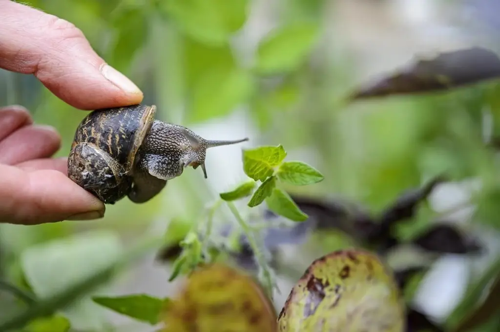 Adiós a caracoles y babosas: el truco de riego que salva tu jardín
