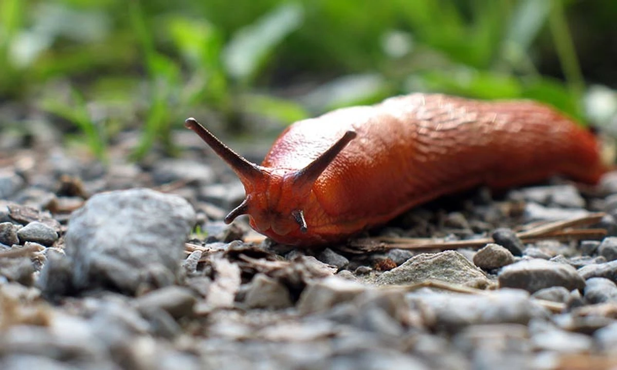 Adiós a caracoles y babosas: el truco de riego que salva tu jardín - image 1