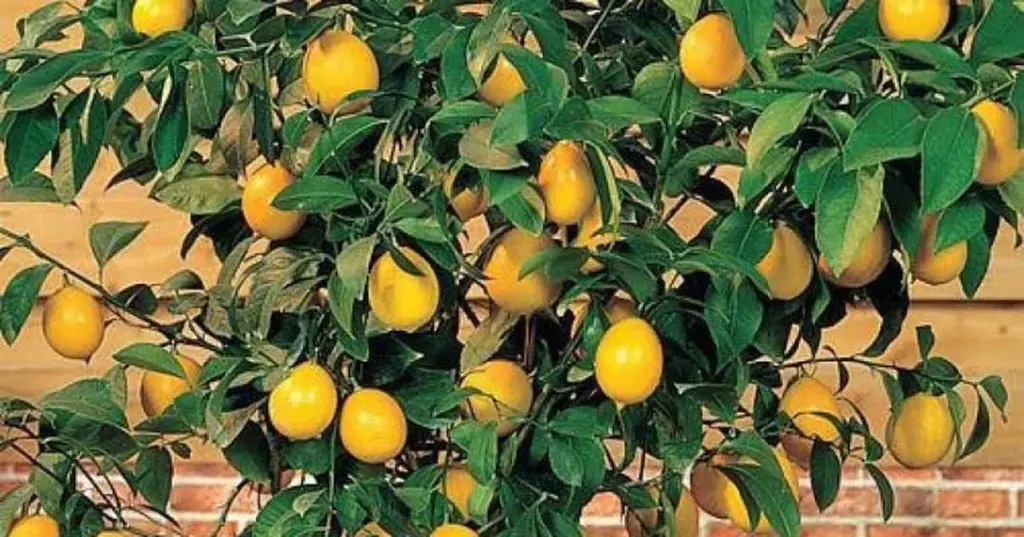 Adiós a comprar limones: el truco del limonero enano en pisos pequeños
