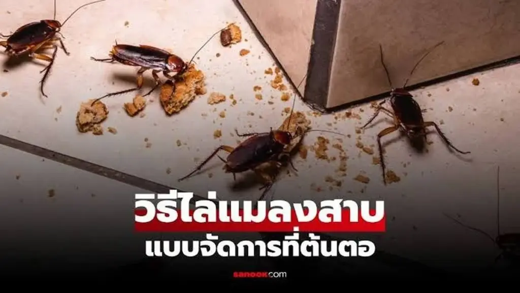 Adiós a la cucaracha: el truco de 2026 para una cocina impecable