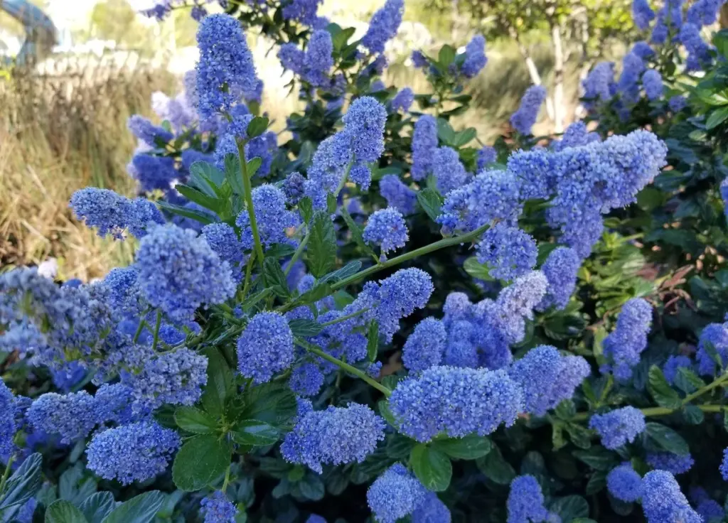 Adiós a la hortensia: el Prusznik azul que triunfa en Polonia llega a España