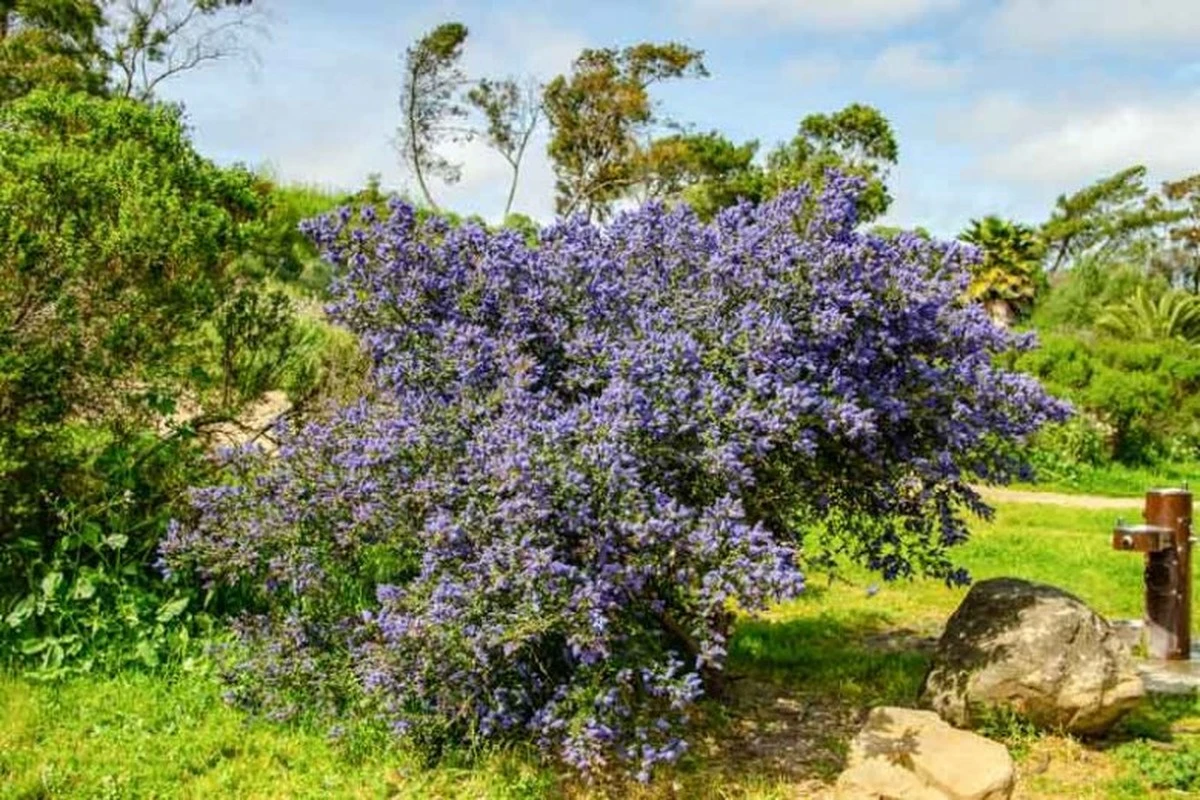 Adiós a la hortensia: el Prusznik azul que triunfa en Polonia llega a España - image 1