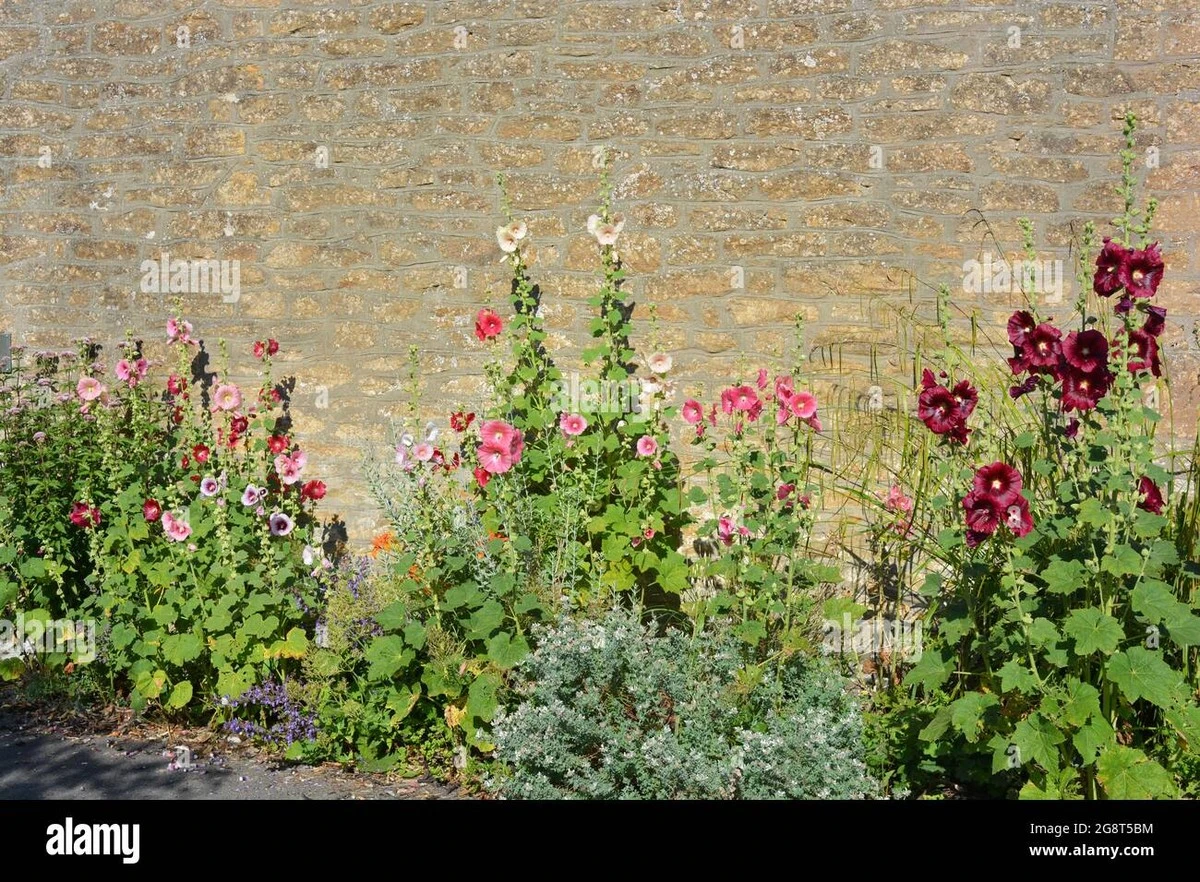 Adiós a la Humedad: el truco de los abuelos con Alcea rosea - image 1