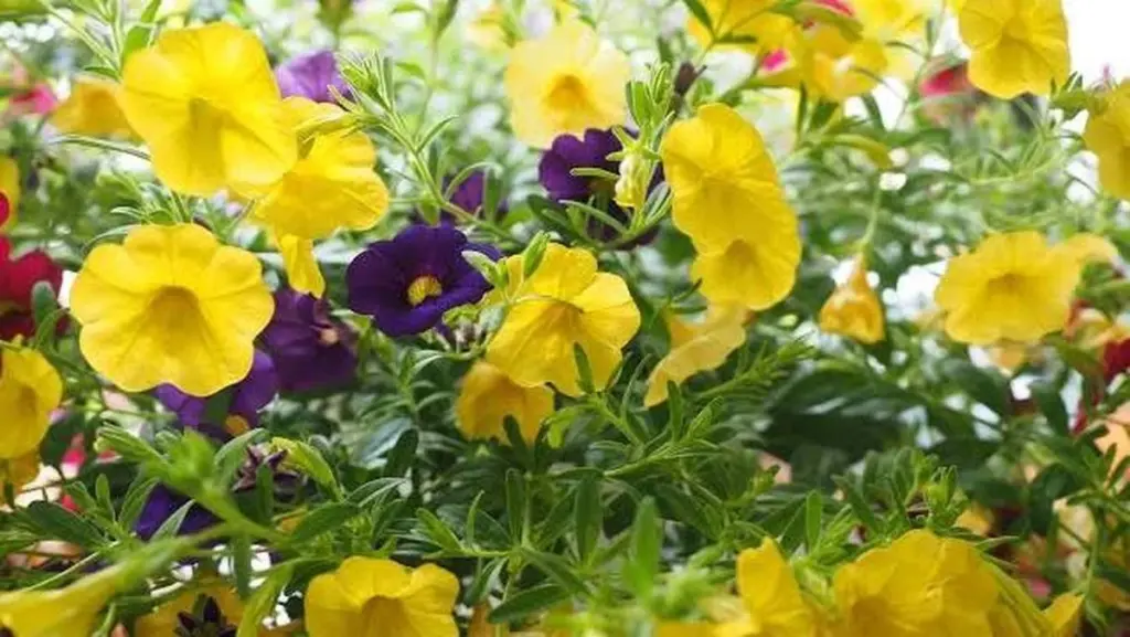 Adiós a la Petunia: el truco para que tu Calibrachoa triplique sus flores