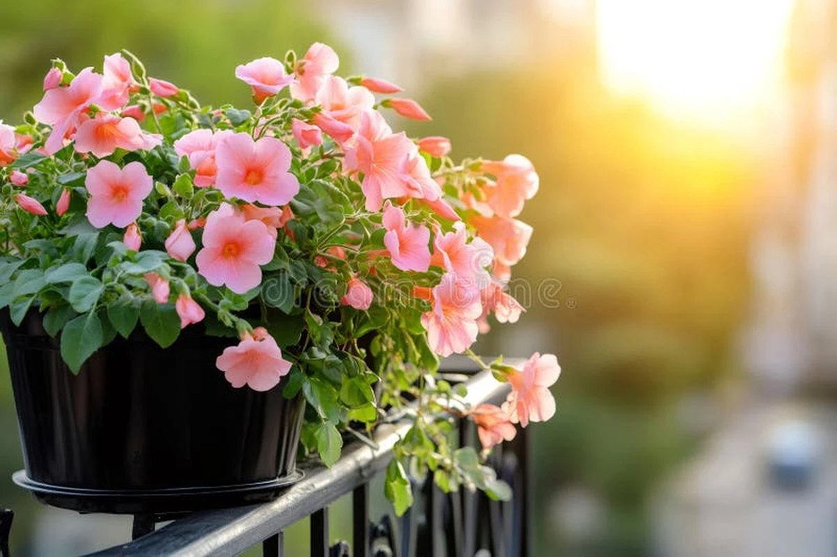 Adiós a la Petunia: el truco para que tu Calibrachoa triplique sus flores - image 1
