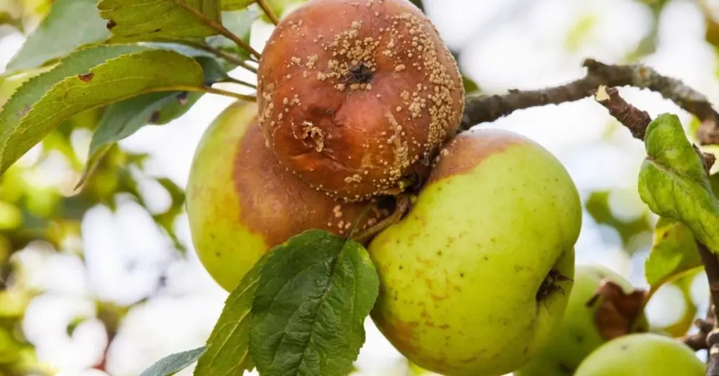 Adiós a la Podredumbre parda: el método para frenar la Monilinia en frutales