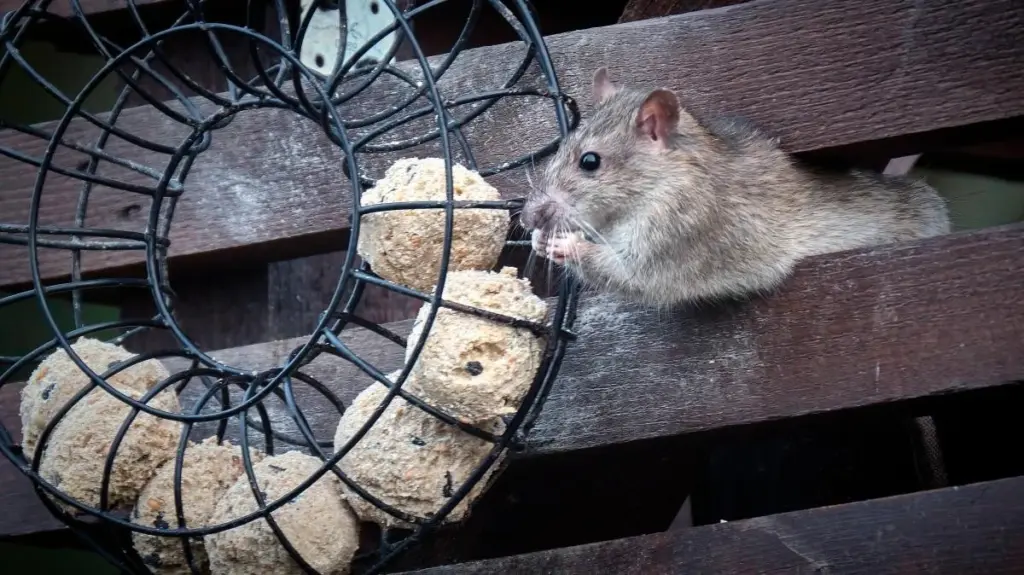 Adiós a la Rata en casa: por qué ya no usarás Veneno para ratas