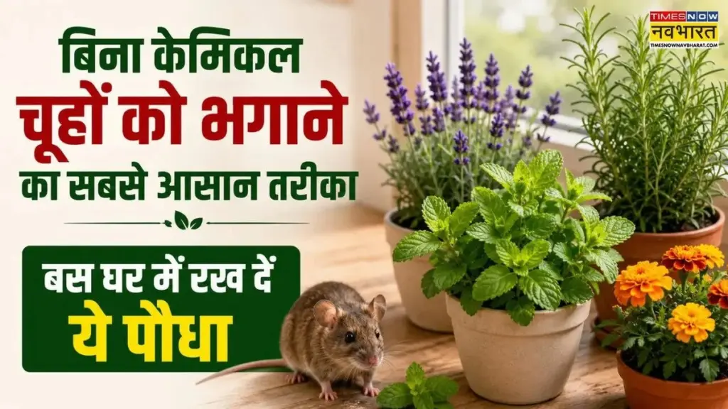 Adiós a la Rata en casa: 3 Plantas repelentes que crean un escudo natural