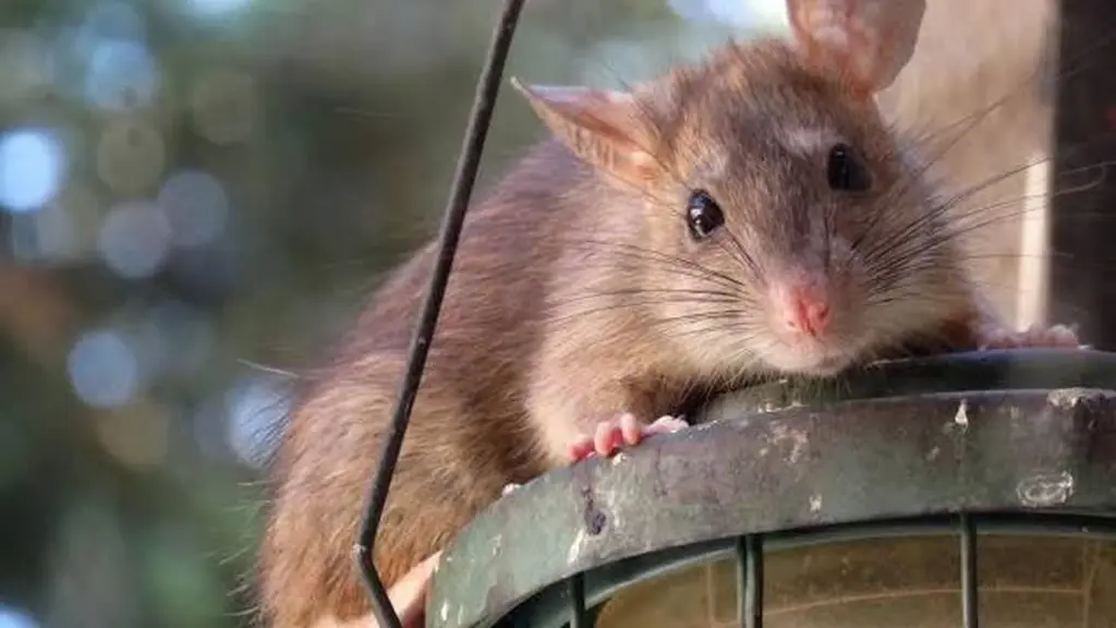 Adiós a la Rata en casa: el truco de la Menta piperita que las aleja