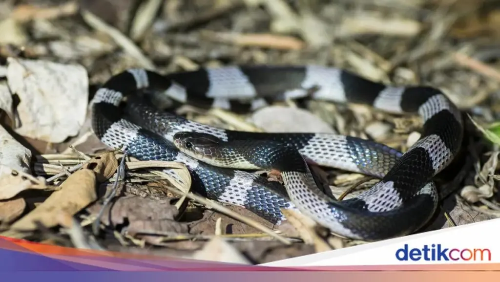 Adiós a la serpiente en tu jardín: la planta clave que las aleja este verano