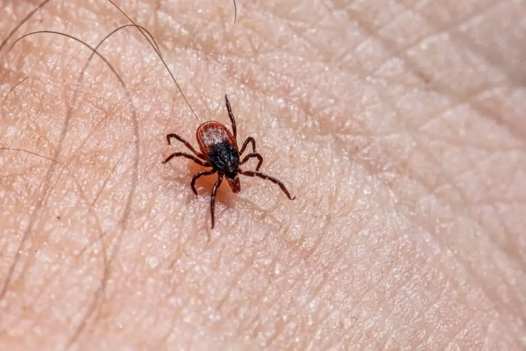 Adiós a las Garrapatas y la Borreliosis: el truco del ajo que pocos usan