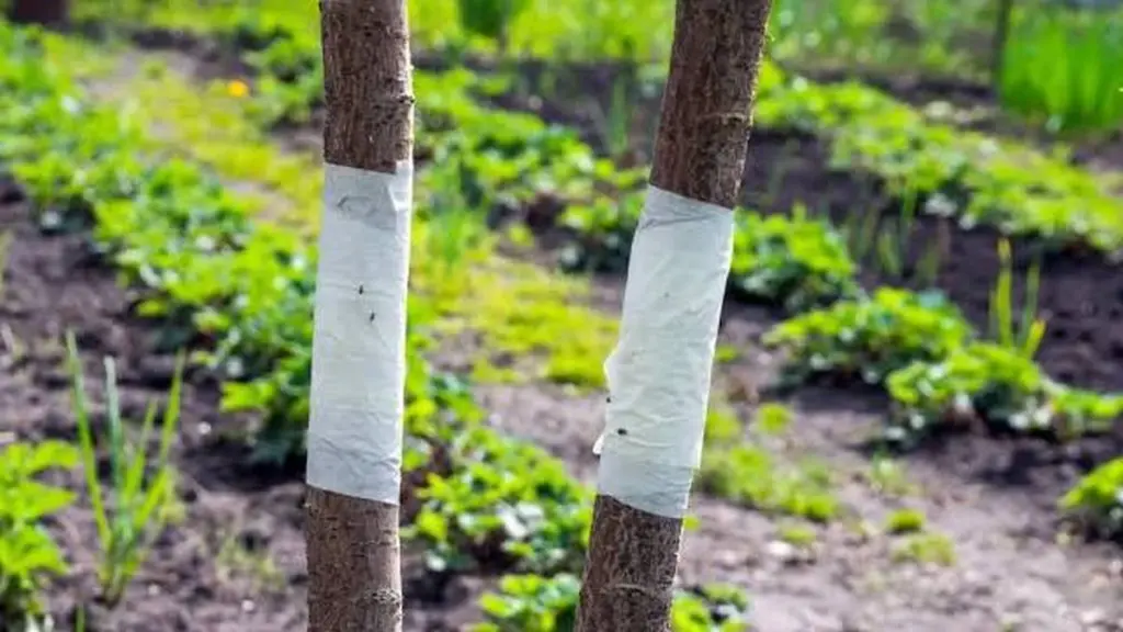 Adiós a las Hormigas y Pulgones: el truco del tronco para salvar tus frutales