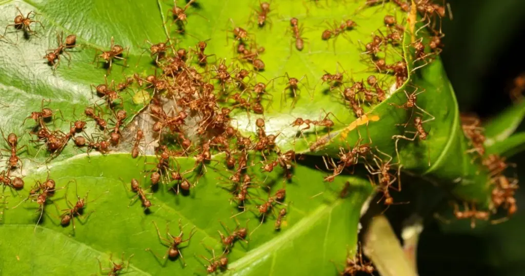 Adiós a las Hormigas en tus frutales: el truco de la Ceniza para blindarlos