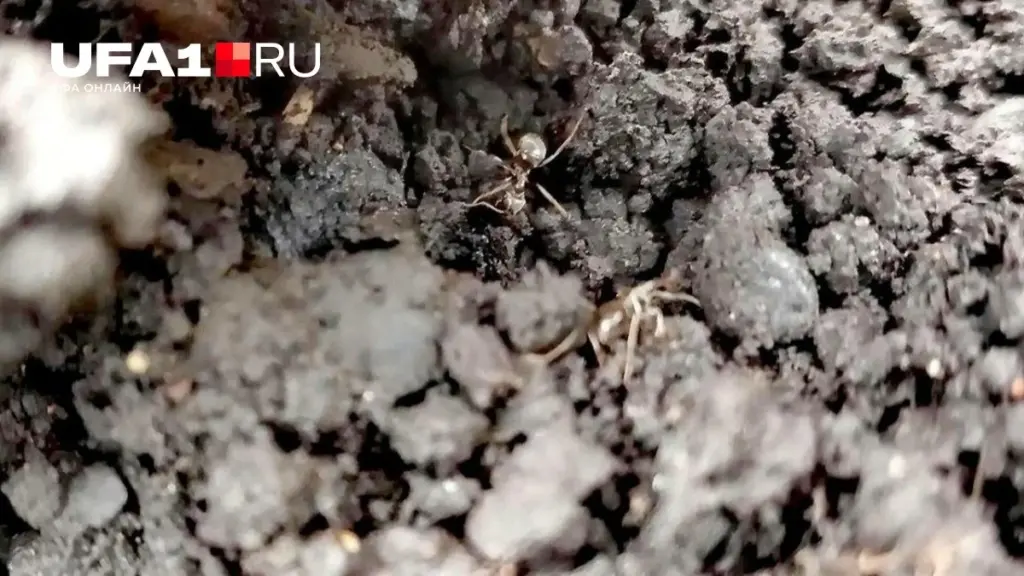 Adiós a las Hormigas y Pulgones: el truco casero para salvar tu jardín