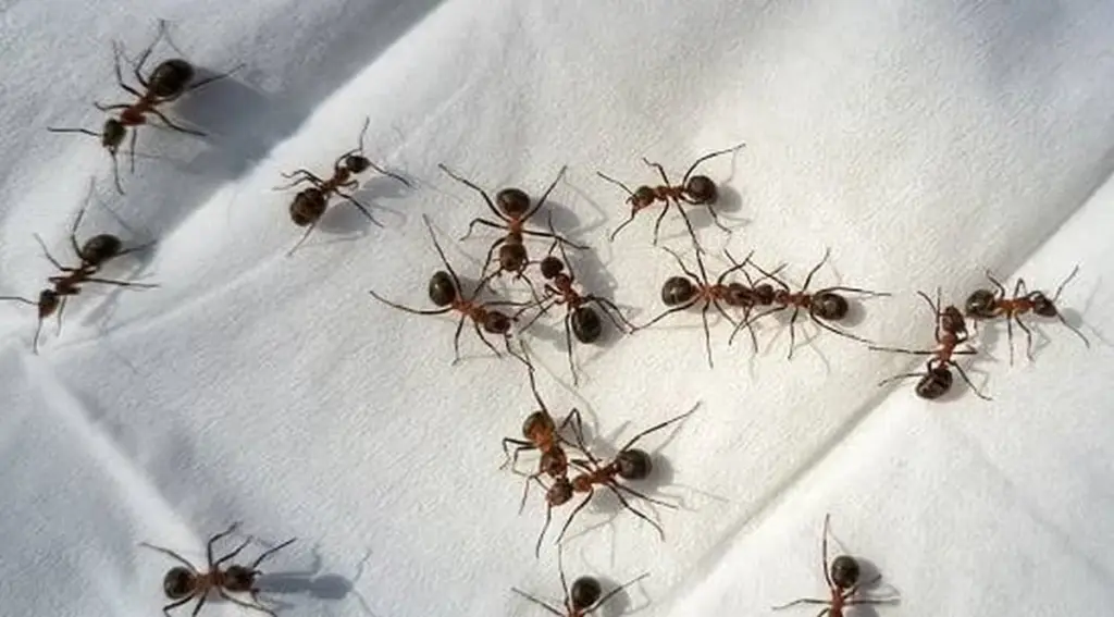 Adiós a las Hormigas: el truco de 5 pasos con remedios naturales