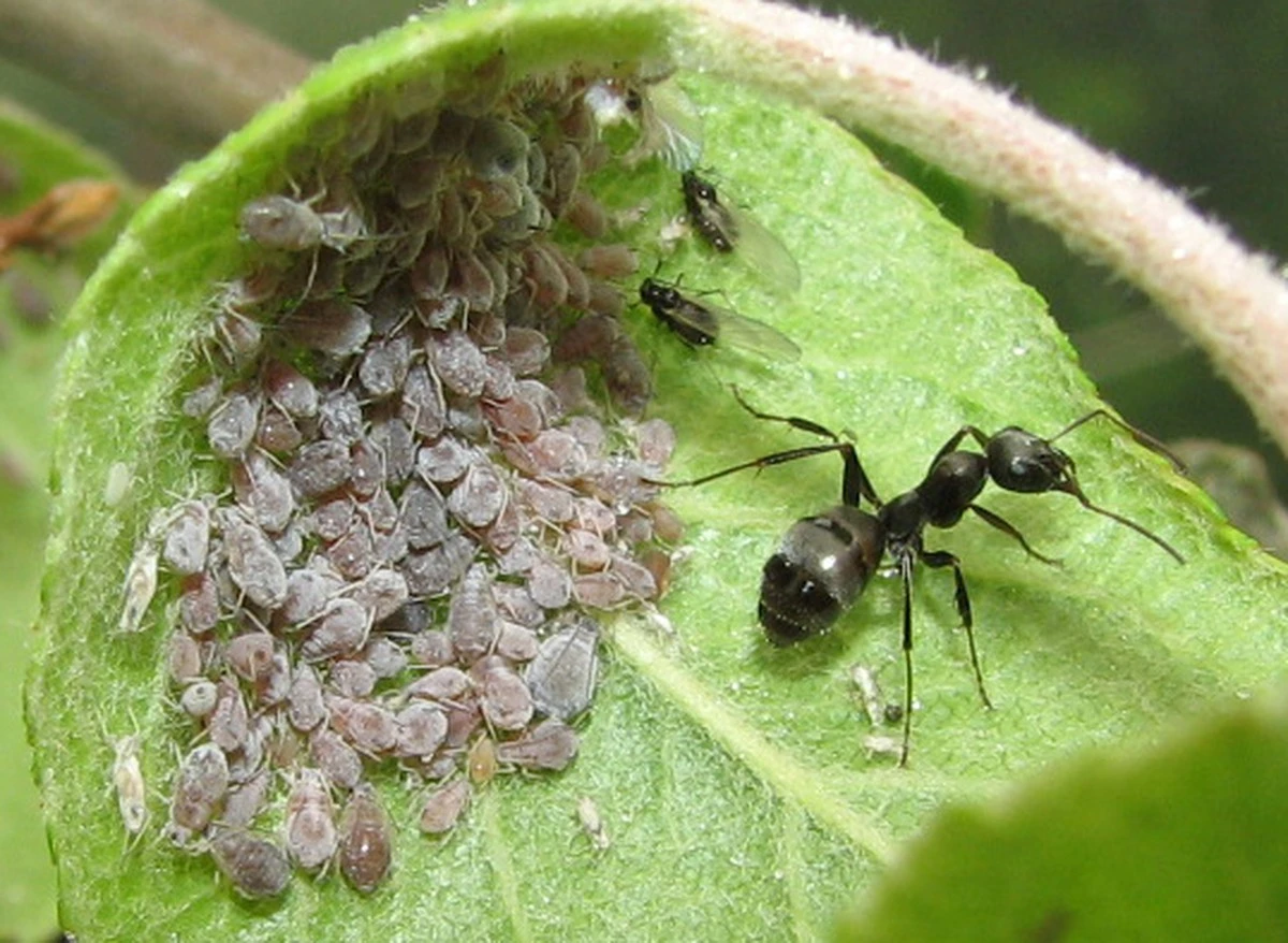 Adiós a las Hormigas y Pulgones: el truco del tronco para salvar tus frutales - image 1