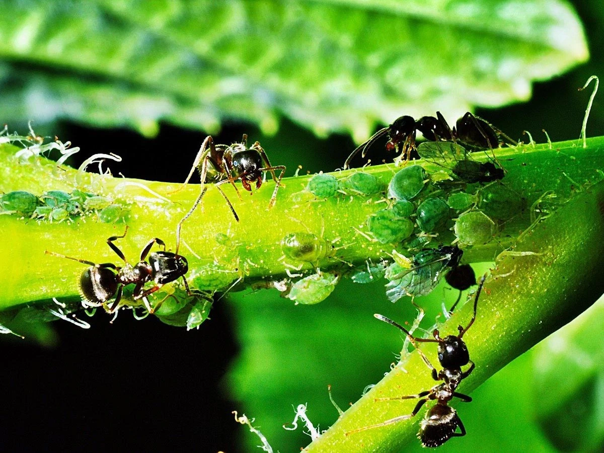 Adiós a las Hormigas y Pulgones: el truco casero para salvar tu jardín - image 1