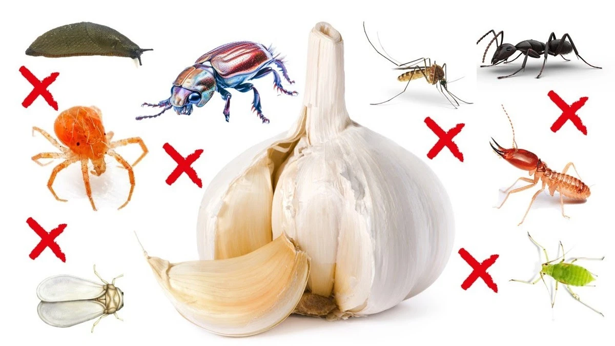 Adiós a las hormigas: el truco del ajo para proteger tu terraza por siempre - image 1
