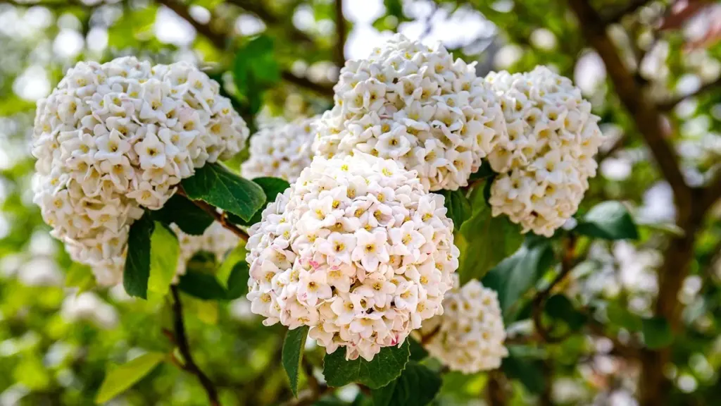 Adiós a las Hydrangeas: el Viburnum carlesii perfuma tu jardín con poco riego
