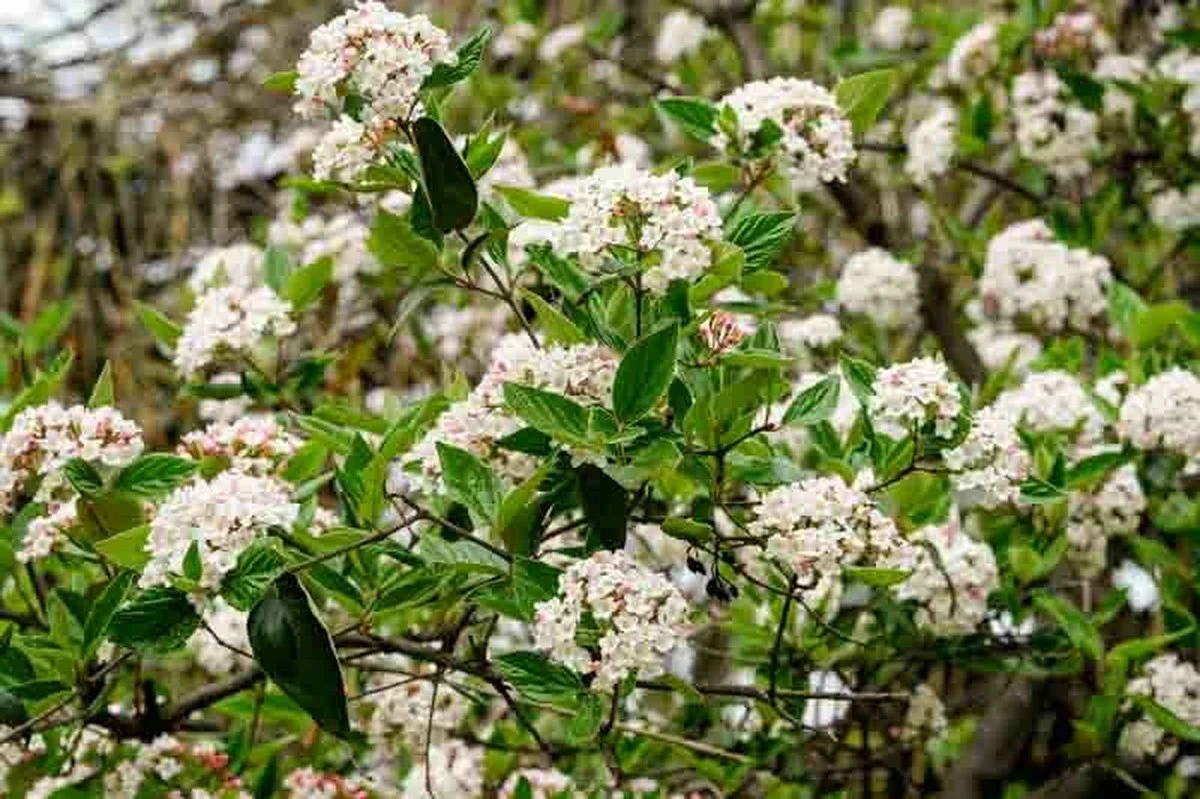 Adiós a las Hydrangeas: el Viburnum carlesii perfuma tu jardín con poco riego - image 1